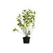 Arborix Aronia Aronia melanocarpa - Zwarte appelbes 40 - 60 cm in pot
