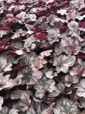 GRDplanten Groendecor Tuinarchitectuur 6x Purperklokje - Heuchera hybr. 'Cascade Dawn' | 9x9 cm pot
