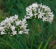 Griffioen Agapanthus africanus Albus Griffioen