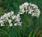 Griffioen Agapanthus africanus Albus Griffioen