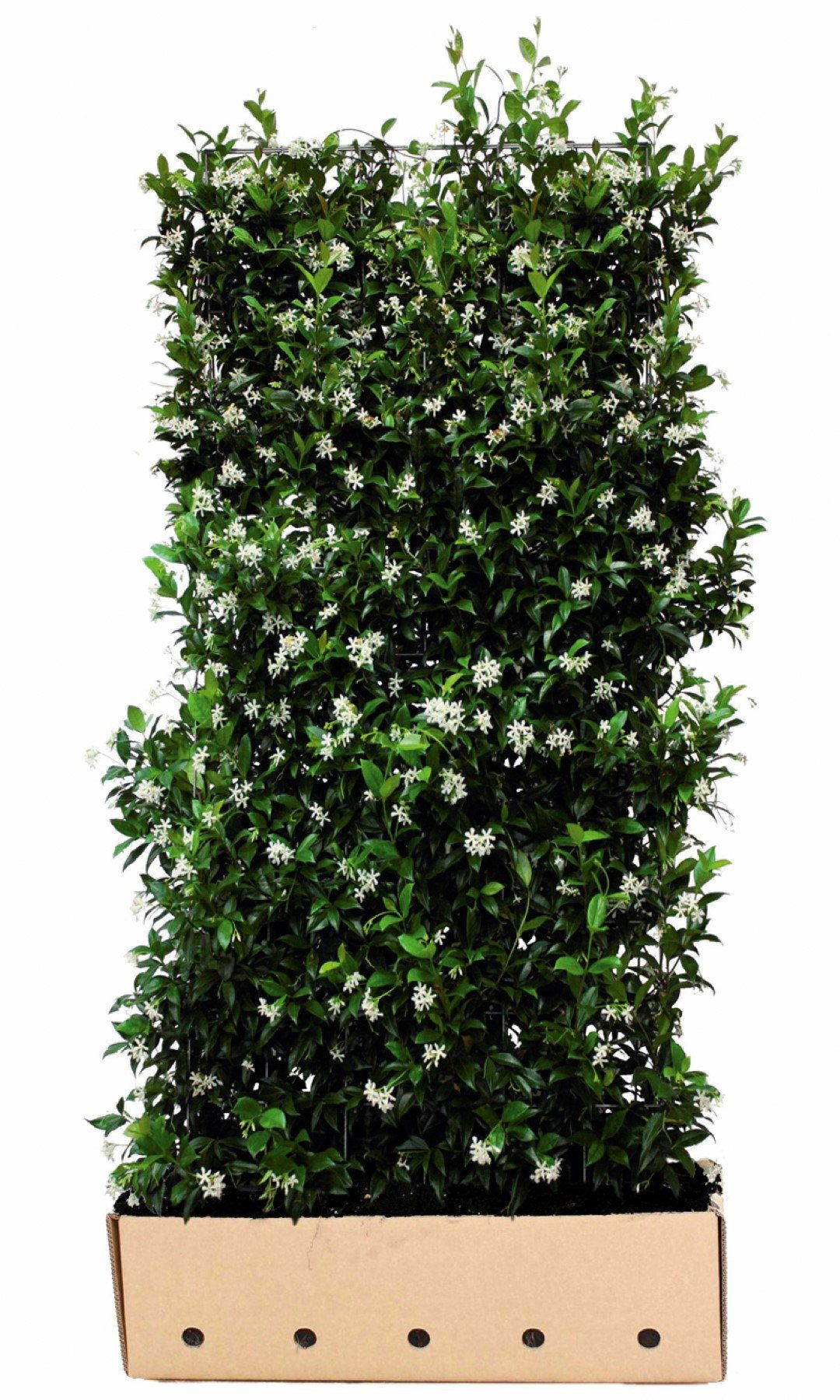 Quickhedge Kant & klaar haag Trachelospermum jasminoides 160-180 x 100 cm breed Toscaanse jasmijn