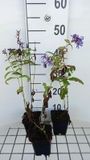 GRDplanten Vlambloem 6x Phlox paniculata 'Blue Paradise'