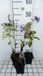 GRDplanten Vlambloem 6x Phlox paniculata 'Blue Paradise'