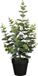 Mica Decorations Eucalyptus Kunstplant in Bloempot - H53 x Ø23 cm - Groen