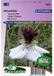 Sluis Garden Juffertje in 't groen African Bride Bloemzaad - Wit - 75 stuks