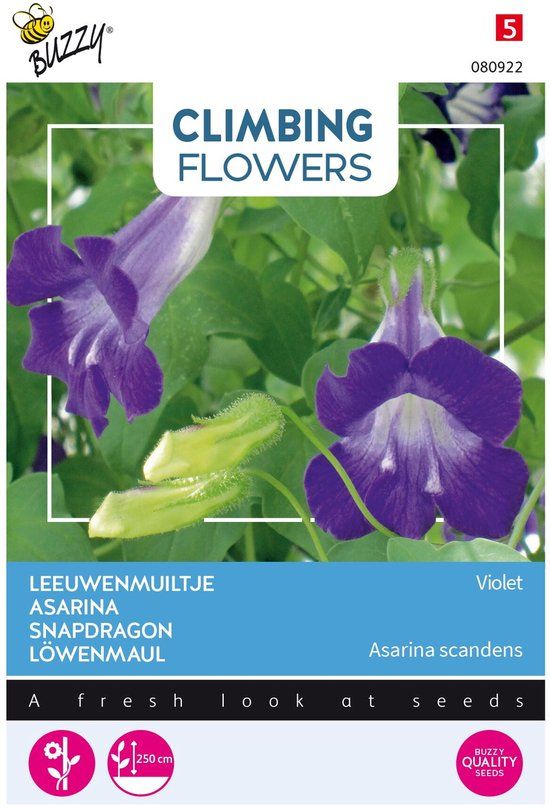 Buzzy Flowering Climbers Asarina Bloemzaad - Blauw