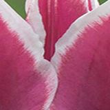 Jub - Tulipa Claudia, 8 bloembollen