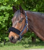 Nose Or Poll Guard | Black - Bitless - Horse