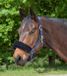 Waldhausen Nose Or Poll Guard | Black - Bitless - Horse