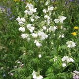 Arborix Polemonium 6 x Polemonium Caeruleum 'Album' - Jakobsladder pot 9x9cm
