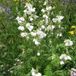 Arborix Polemonium 6 x Polemonium Caeruleum 'Album' - Jakobsladder pot 9x9cm