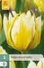 Jub Tulipa Sweet Valley bloembol JUB 5 stuks