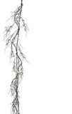 Buitengewoon Boet Buitengewoon de boet Guirlande blueberry creme 170 cm kunstslinger