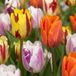 Green boutiQ - 120x Tulipa Flaming Beauty Mix - Tulp Flaming Beauty Mix - Diversen - Voorjaarsbloeier - Bolmaat 11/12