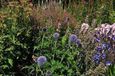 GRDplanten Echinops bann. Blue Globe' 6x Kogeldistel - 9x9 cm pot