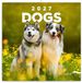 Presco Honden Kalender 2027 Wandkalender Dieren 60 cm x 30 cm