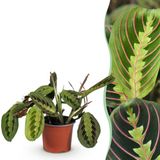 Green boutiQ - Maranta Fascinator Tricolour - Gebedsplant