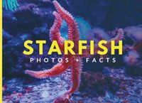 Starfish: Photos + Facts