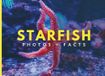 Starfish: Photos + Facts