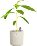 Elho Amazing Avocado Pot 12 - Kweekpot voor Binnen - 100% Gerecycled Plastic - Ø 12 x H 12.1 cm - Linen white