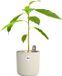 Elho Amazing Avocado Pot 12 - Kweekpot voor Binnen - 100% Gerecycled Plastic - Ø 12 x H 12.1 cm - Linen white