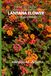 How Lantana How to Grow Lantana Flower for Beginners: The Complete Guide to Planting, Caring & Enjoying Colorful, Drought-Tolerant Blooms All Year