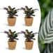 Green boutiQ Ctenanthe Burle Marxii - Visgraatplant - 4 Planten - Pot 12cm - Hoogte 30cm