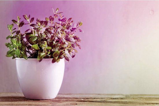 Paulmann 28734 LED lamp E14 4W - Barnsteen