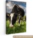 OneMillionCanvasses Canvas Schilderij Koeien - 80x120 cm - Muurdecoratie