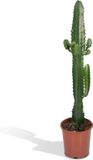 Hello Plants Euphorbia Acruensis Wolfsmelk - Ø 17 cm - Hoogte: 50 cm - Cactus Cowboycactus