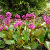 Arborix Bergenia 6 x Bergenia Cordifolia - Schoenlappersplant pot 9x9cm