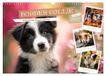 Border Calvendo Border Collie - Magische Augenblicke (Wandkalender 2027 DIN A3 quer)