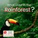 What Little Dandelion Press What Lives in the Rainforest? Paperback