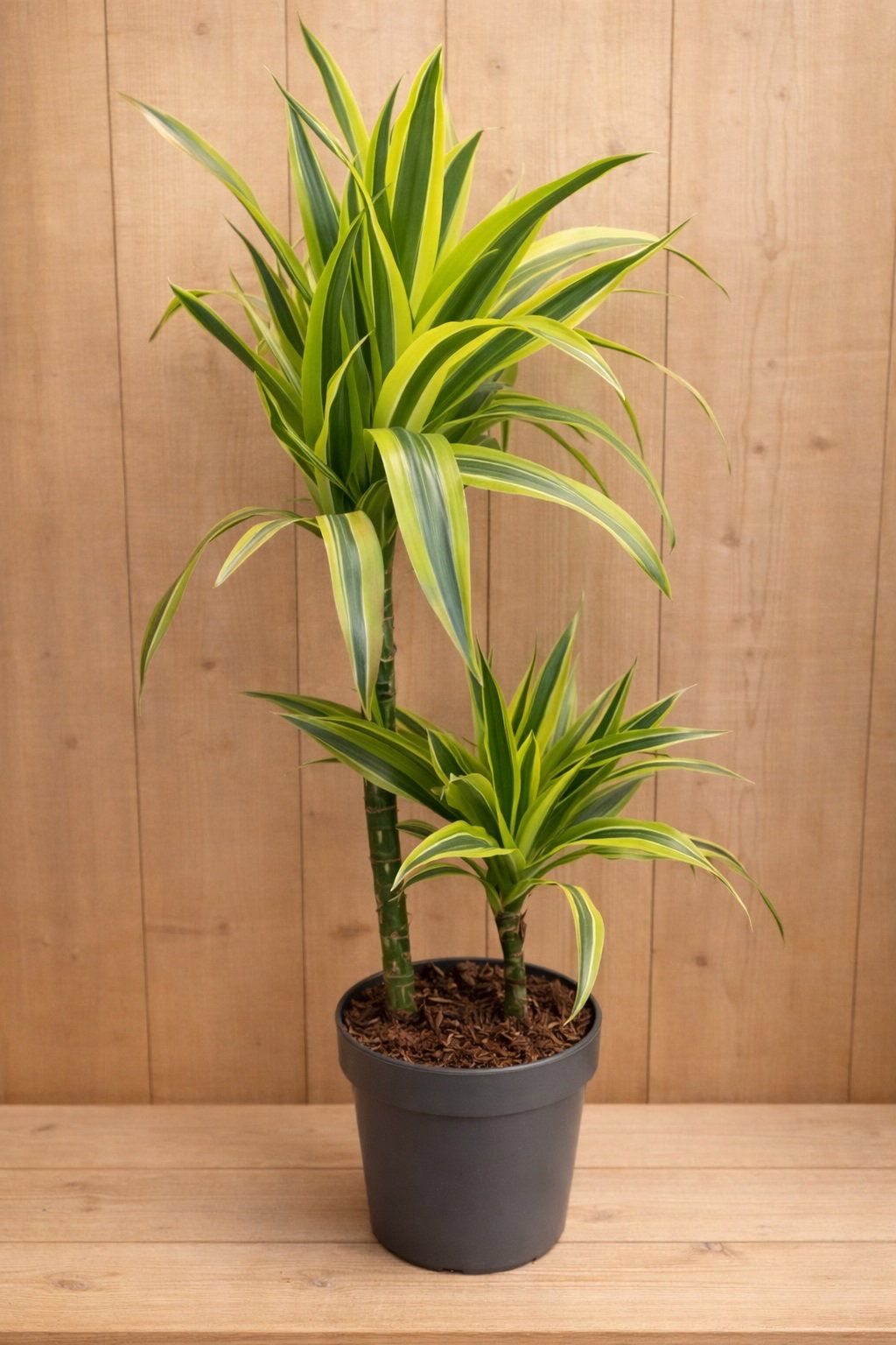 Warentuin Natuurlijk Drakenbloedboom Dracaena Fragrans Lemon Lime/Geel-groen H60-80 cm potmaat 19 cm 2 stammen kamerplant