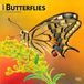 Butterflies Browntrout Publishers Butterflies - Schmetterlinge 2027 - 16-Monatskalender