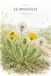 Le Pissenlit: Taraxacum officinale