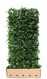 Quickhedge Kant & klaar haag Hedera hibernica 180 x 100 cm breed Atlantische klimop Quickhedge