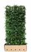 Quickhedge Kant & klaar haag Hedera hibernica 180 x 100 cm breed Atlantische klimop Quickhedge