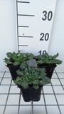 GRDplanten Groendecor Tuinarchitectuur 6x Kruisdistel - Eryngium variifolium | 9x9 cm pot