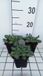GRDplanten Groendecor Tuinarchitectuur 6x Kruisdistel - Eryngium variifolium | 9x9 cm pot