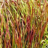 Arborix 6 x Imperata cylindrica 'Red Baron' - Japans bloedgras pot 9x9cm