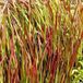 Arborix 6 x Imperata cylindrica 'Red Baron' - Japans bloedgras pot 9x9cm