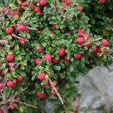 Arborix Cotoneaster Cotoneaster Microphyllus - Dwergmispel 30-40 cm in pot