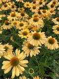 GRDplanten Echinacea 6x Zonnehoed - Echinacea purpurea 'Aloha'® | 9x9 cm pot
