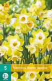 Jub Narcissus hunter sunrise JUB, 5 bollen