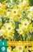 Jub Narcissus hunter sunrise JUB, 5 bollen