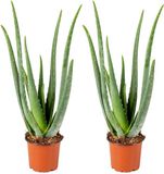 Bloomique - Set van 2 Aloe Vera Planten - Kamerplanten - Vetplanten - Succulenten - Weinig onderhoud - 30-40 cm hoog - 12 cm pot