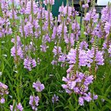 Physostegia 6 x Physostegia Virginiana 'Bouquet Rose' - Scharnierplant pot 9x9cm