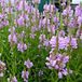 Physostegia 6 x Physostegia Virginiana 'Bouquet Rose' - Scharnierplant pot 9x9cm