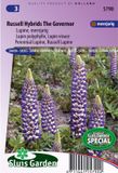 Sluis Garden Lupine The Governor (Lupinus)